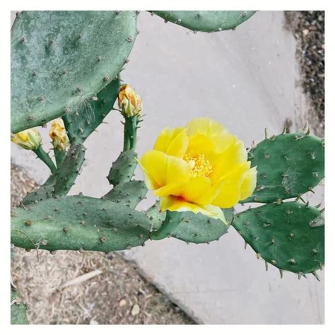 白星仙人掌開花|仙人掌開花照顧方法，常見問題和容易養開花的13個仙人掌品種